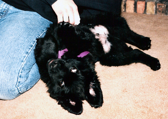 Loki 085