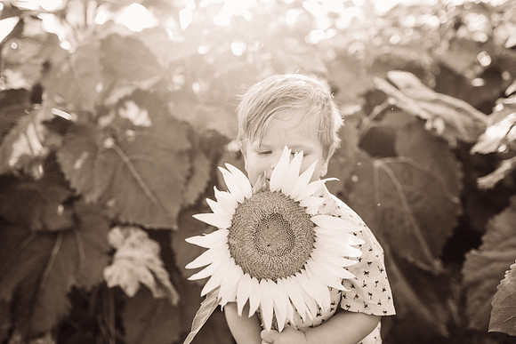 xSunflowers-203