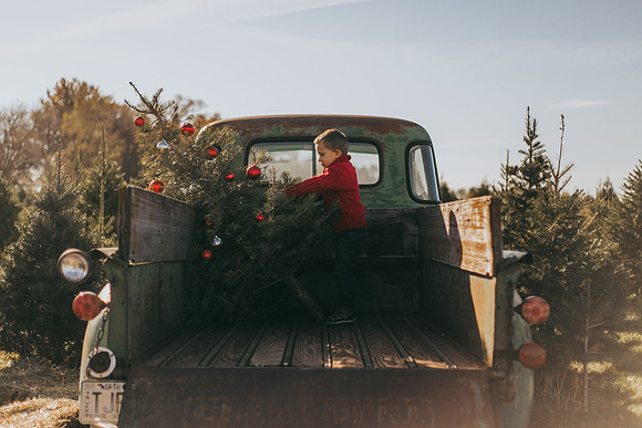 Tree Farm-35