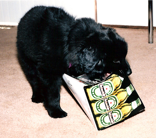 Loki 080