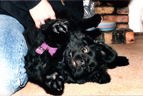 Loki 078