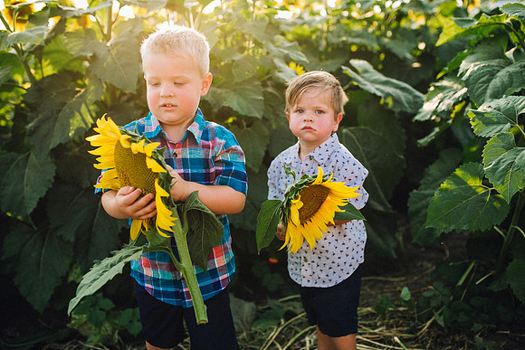 Sunflowers-196
