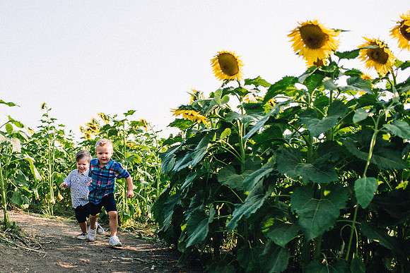 Sunflowers-49