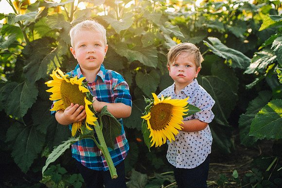 Sunflowers-195