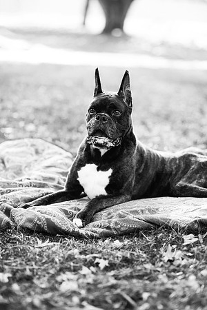 xPuppies 2020-11