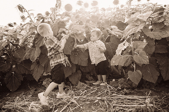 xSunflowers-215