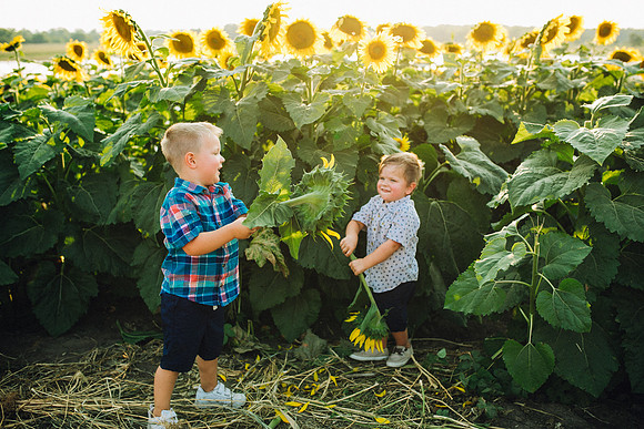 Sunflowers-214