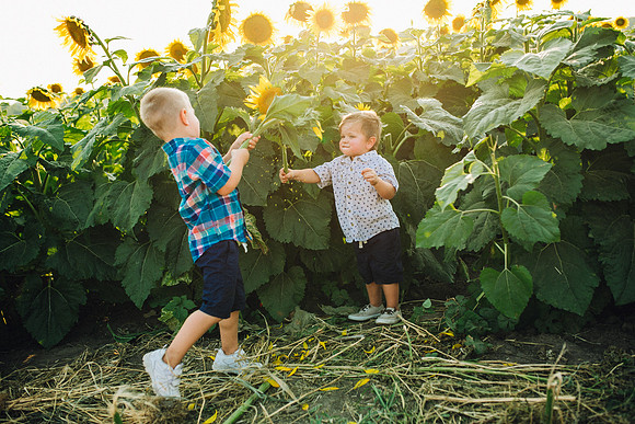 Sunflowers-215