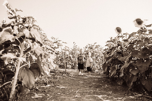xSunflowers-37