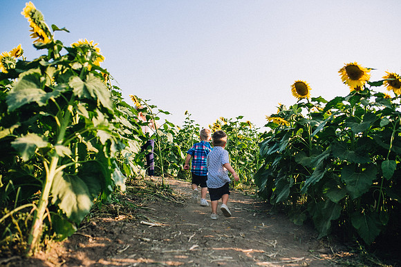 Sunflowers-47