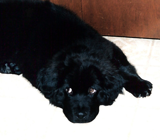 Loki Big Pathetic Puppy