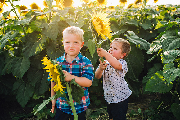 Sunflowers-197