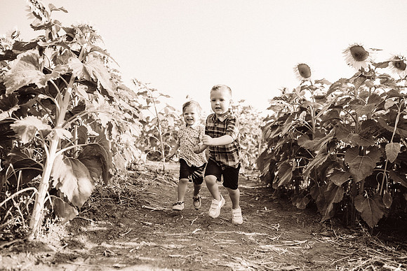 xSunflowers-54