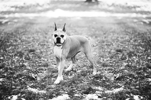 xPuppies 2020-19