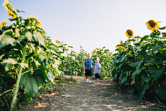Sunflowers-37