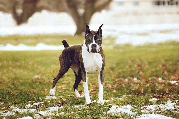 Puppies 2020-33