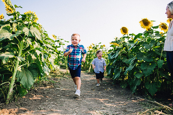 Sunflowers-43