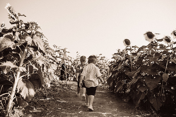 xSunflowers-46