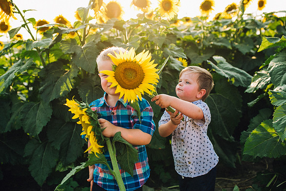 Sunflowers-198