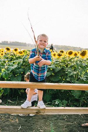 Sunflowers-170