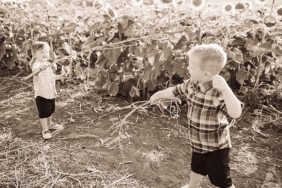 xSunflowers-160