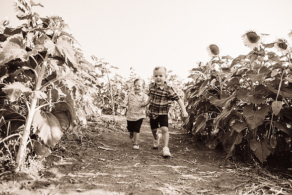 xSunflowers-53