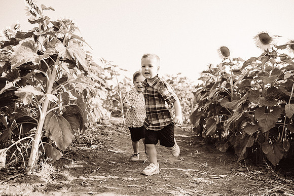 xSunflowers-55