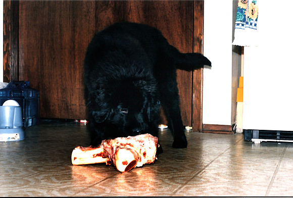 Loki 064