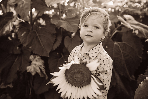 xSunflowers-207