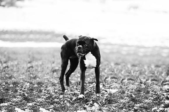 xPuppies 2020-25
