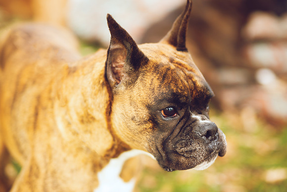 Puppies 2020-36