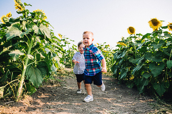 Sunflowers-55