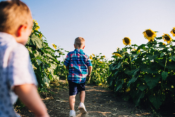 Sunflowers-45