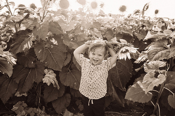 xSunflowers-213