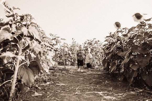 xSunflowers-36