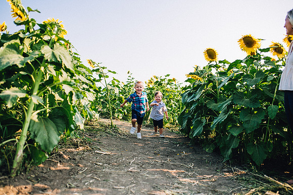 Sunflowers-39