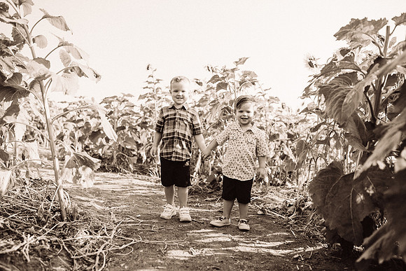 xSunflowers-59