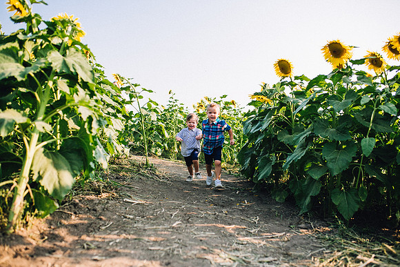 Sunflowers-50