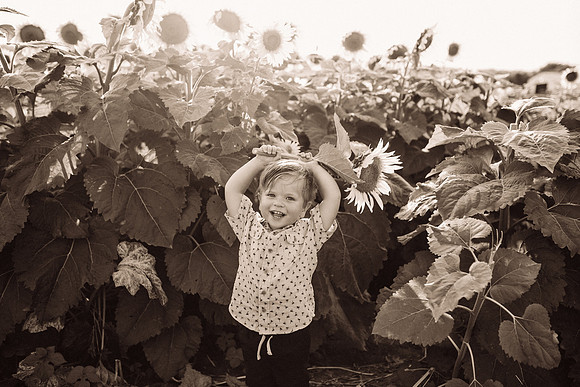 xSunflowers-211