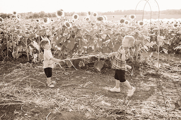 xSunflowers-162