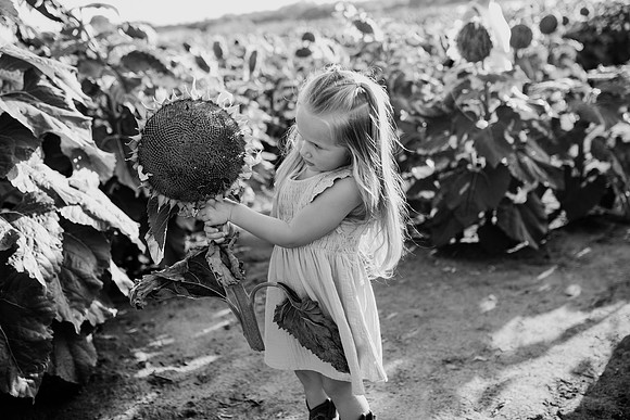 xSunflower 2022-79