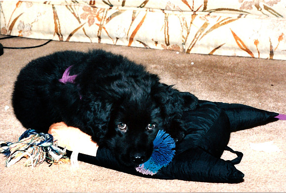 Loki 077
