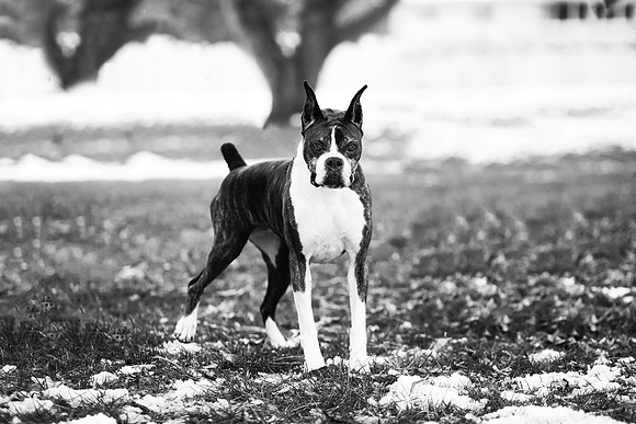 xPuppies 2020-33