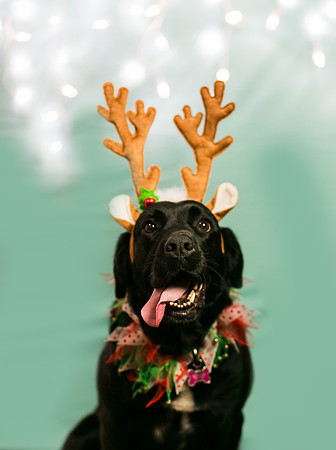 Xmas 2018_-39