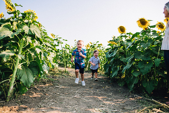 Sunflowers-41