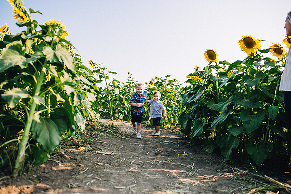 Sunflowers-38
