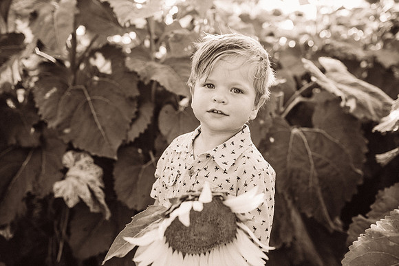 xSunflowers-208