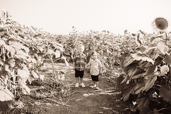 xSunflowers-56