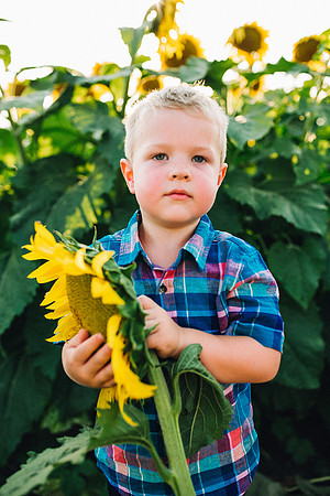 Sunflowers-193