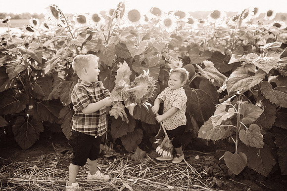 xSunflowers-214